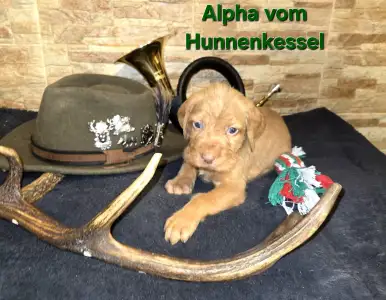 Hungarian Wire-haired Vizsla - Alpha Vom Hunnenkessel