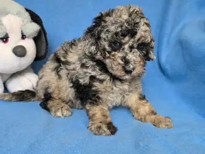 Cavapoo - Moon