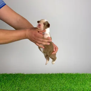 Australian Shepherd - Dax