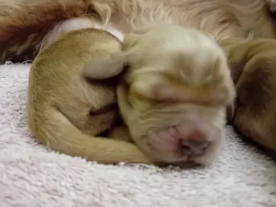 Cocker spaniel angielski - Clear
