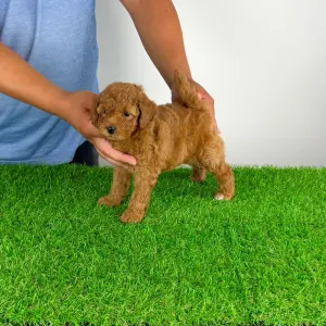 Caniche Nain - Vioska