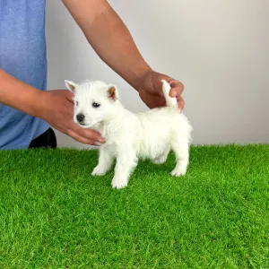 West Highland White Terrier - Jette