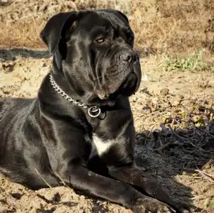 Cane Corso Italiano - Forza Di Diavolo Alfa