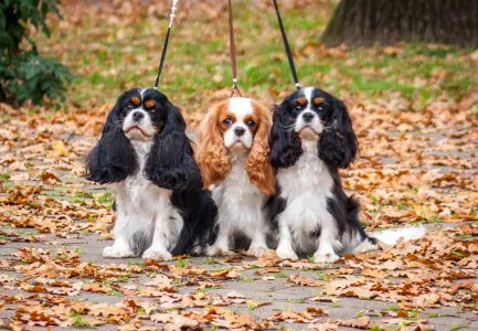 Cavalier King Čarles Španiel - Erdőszéli Ezüstcsillag