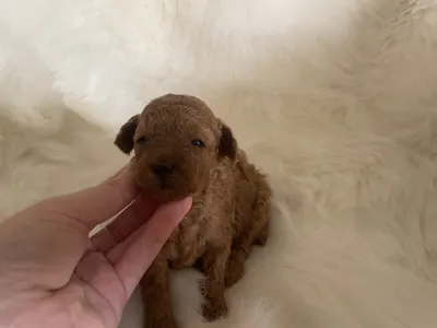 Poodle Miniature - Prada