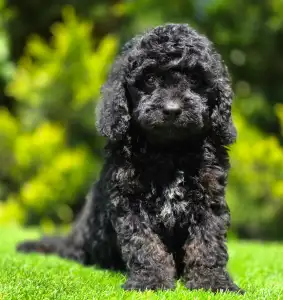 Cavapoo - Mendosa