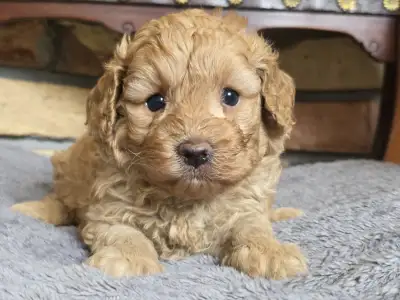Cavapoo - Toffee