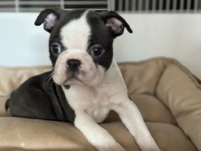 Boston Terrier - Yumba Nero Di Angelo