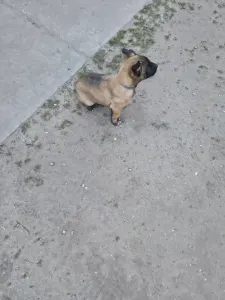 Belga juhászkutya - Hegeházi-őrző Delon