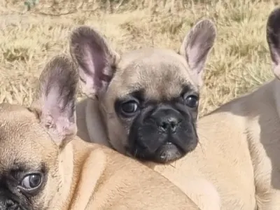 French Bulldog - Hailey
