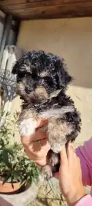 Cavapoo - Dior