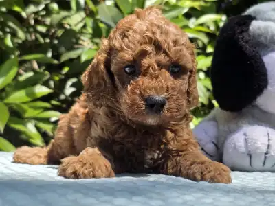 Cavapoo - Curlyjack