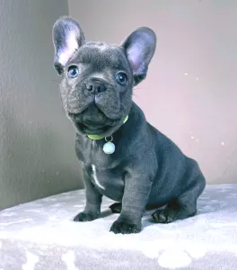 French Bulldog - David