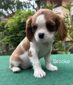 Cavalier King Charles Spaniel - Brooke