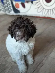 Romański pies dowodny - Ürömi Szarvasgombász Ignazio