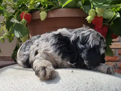 Cavapoo - Merida
