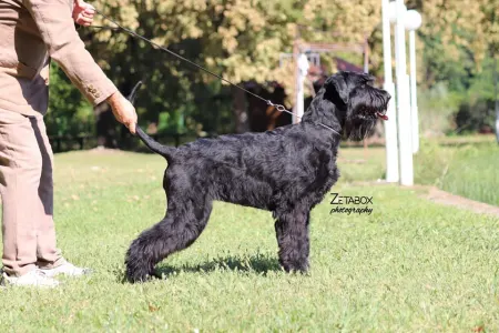 Schnauzer géant - Prima Fortis 