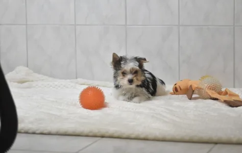 Бивер-йоркширский терьер - Robin Orient 