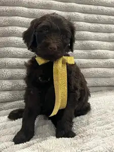 Portugalski pies dowodny - Rita