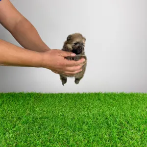 German Pomeranian Spitz - Quixi