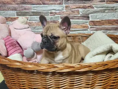French Bulldog - Gemma