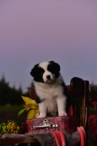 Border Collie - Gingers Heritage Golden Light Of Down