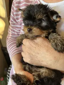 Yorkshire Terrier - Olivér