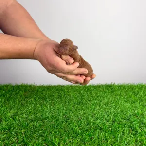 Caniche Toy - Fioretta