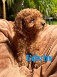 Poodle Miniature - Erik