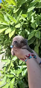 Francia bulldog - Holly 