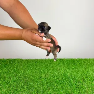 Chihuahua - Kimi