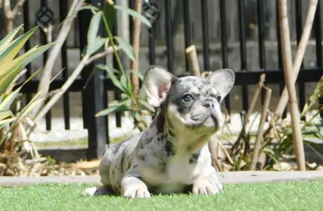 Francouzský buldoček - Kira