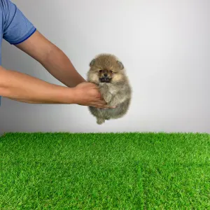 Померанский шпиц - Patina