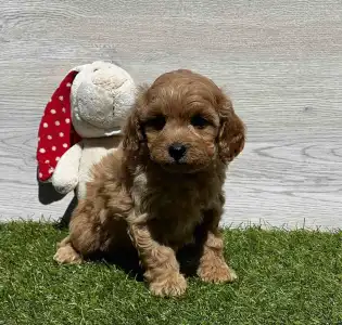 Cavapoo - Egon