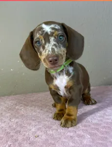 Dachshund - Ronald