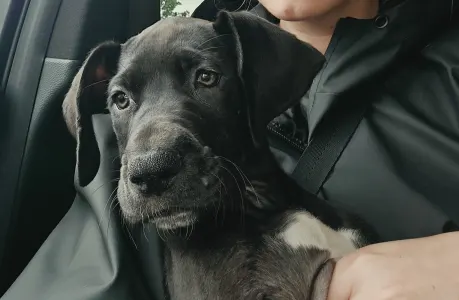 Deutsche Dogge - Puff
