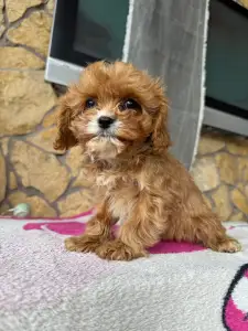 Cavapoo - Nara