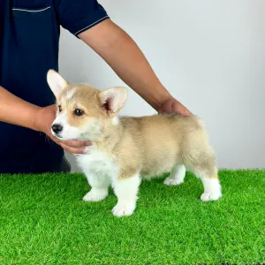 Welsh corgi pembroke - Cosima