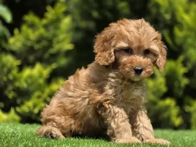 Cavapoo - Tim