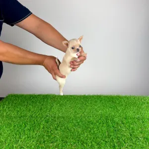 Chihuahua - Pinky
