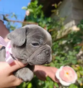 Francia bulldog - Nala