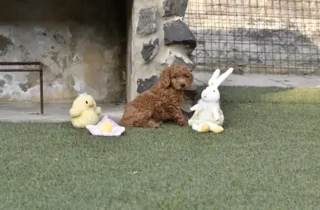 Barbone nano - Bravados Eddy