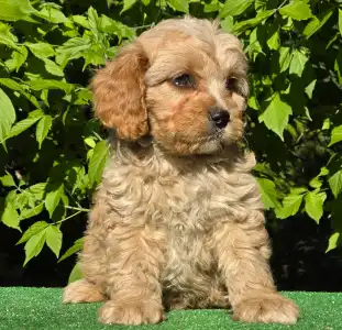 Cavapoo - Figo