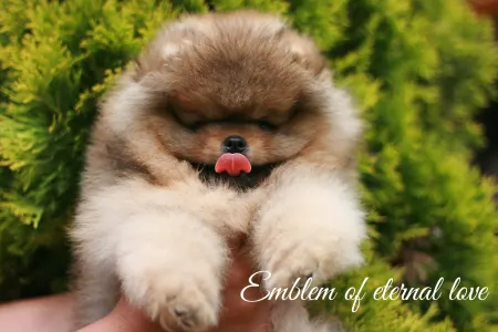 Pomeranian - Don From Ebi’s Heart Emblem Of Eternal Love
