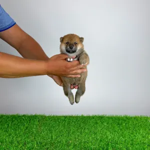 Shiba - Tako