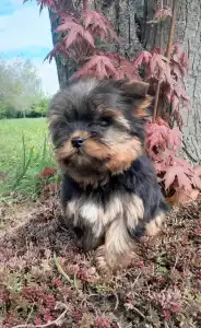 Yorkshire Terrier - Shelly
