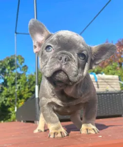 Французский бульдог - Mirjam