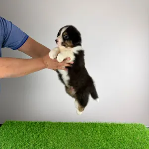 Australian Shepherd - Cagan