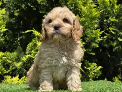 Cavapoo - Benjamin