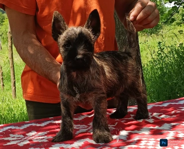 Cairn Terrier - Giles